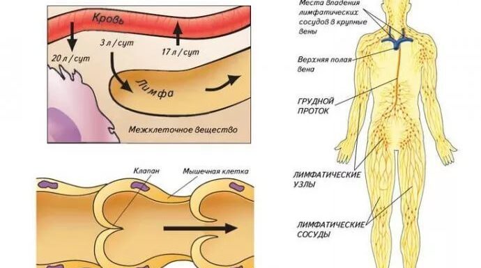Механизмы действия лимфодренажного массажа при лимфостазах